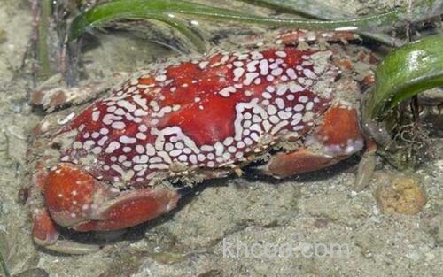 绣花脊熟若蟹_2