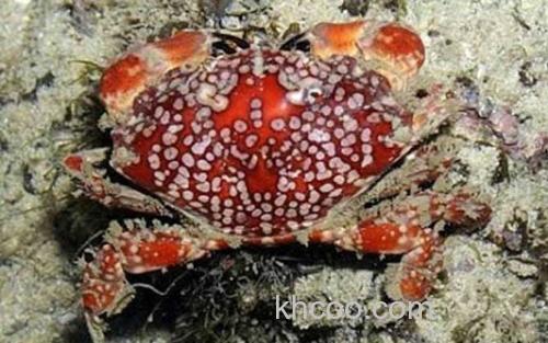 绣花脊熟若蟹_1