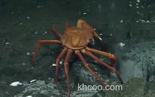 阿拉斯加雪蟹_3