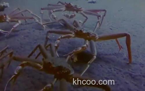 阿拉斯加雪蟹_0