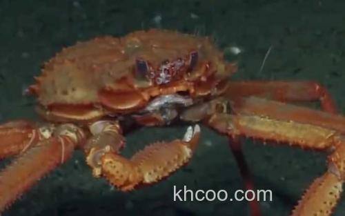 阿拉斯加雪蟹_1