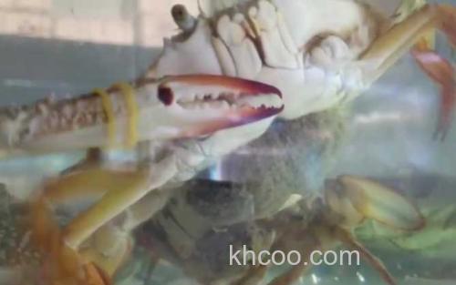 阿拉斯加雪蟹_2