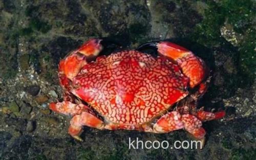 绣花脊熟若蟹_1