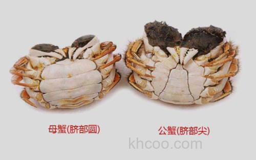 螃蟹_1