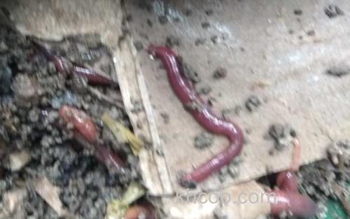 蚯蚓养殖_2