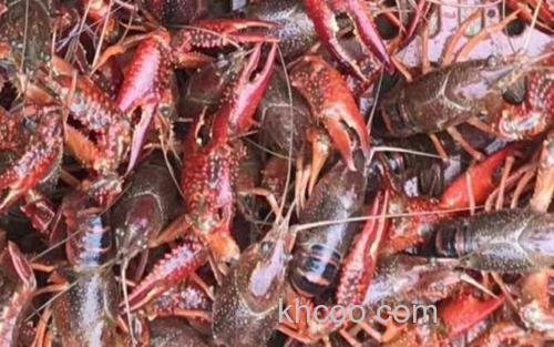 龙虾_0