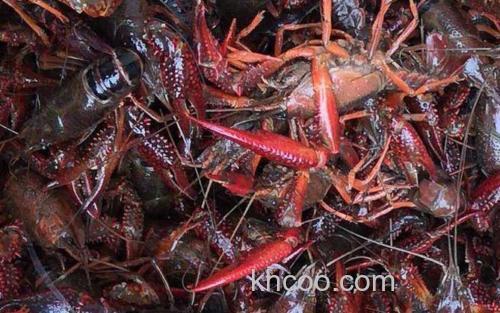 小龙虾_3
