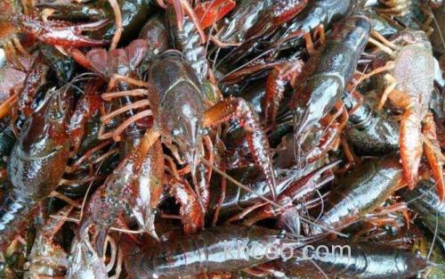 小龙虾_0