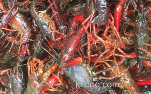 小龙虾_1