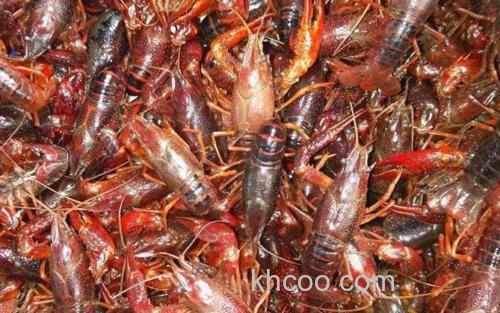 小龙虾_1