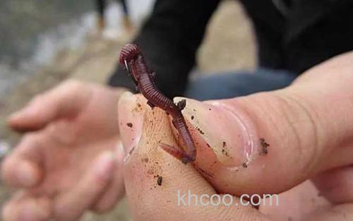 蚯蚓_1