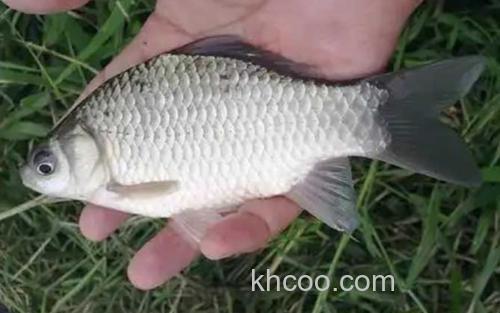 土鲫鱼_0