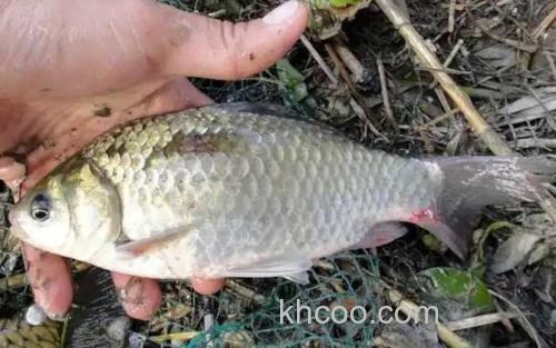 钓土鲫鱼_2