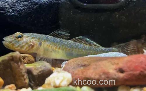 子陵吻鰕虎鱼_0