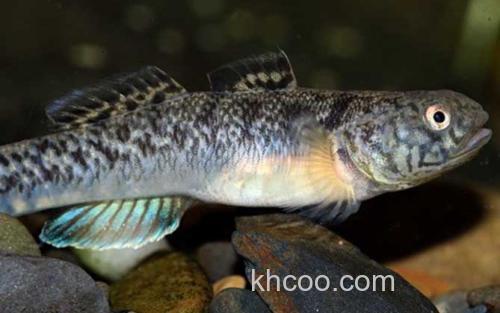 粘皮鲻鰕虎鱼_4