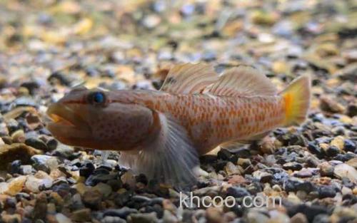 神农吻鰕虎鱼_1