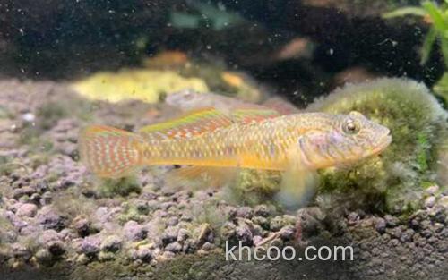 李氏吻鰕虎鱼_3