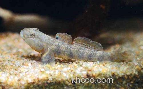 波氏吻鰕虎鱼_2