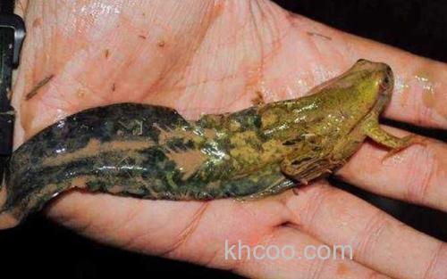 奇异多指节蟾_1