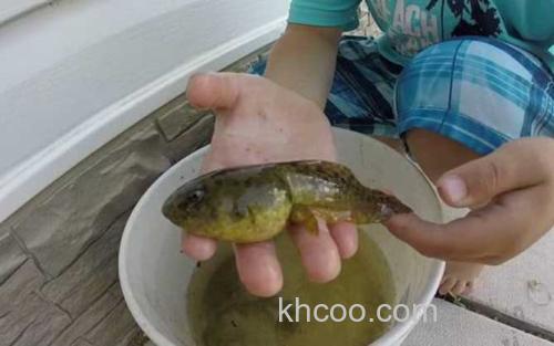 奇异多指节蟾_2