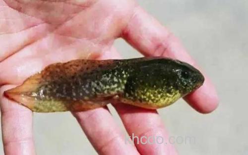 奇异多指节蟾_3