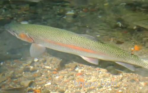 虹鳟鱼_1