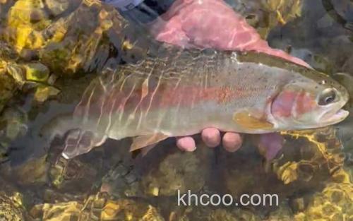 虹鳟鱼_3