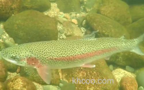 虹鳟鱼_0