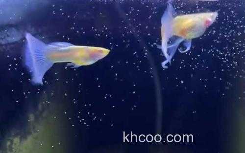 孔雀鱼_1