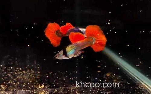 孔雀鱼_1