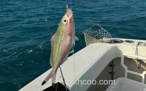 船钓_4