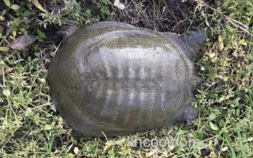甲鱼_0