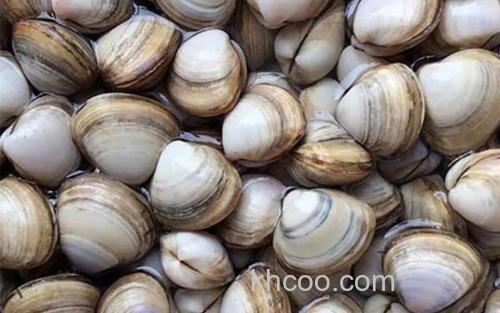 蛤蜊_0