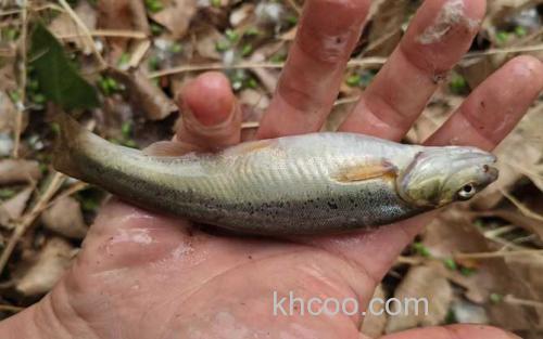 钓柳根鱼_1