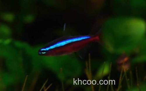 红绿灯鱼_1