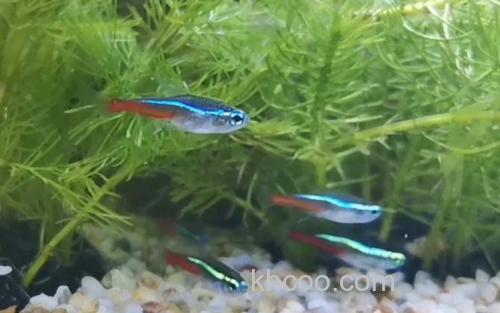 红绿灯鱼_2