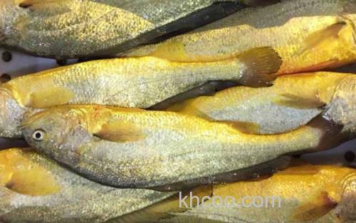 大黄鱼_0