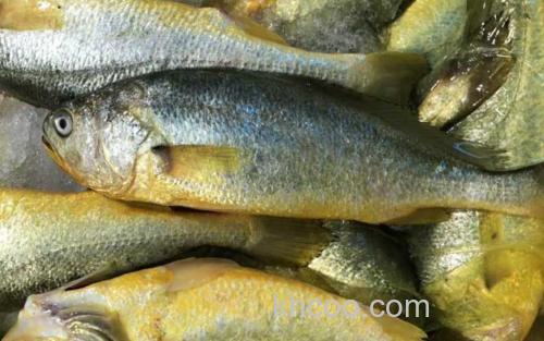 黄鱼_3