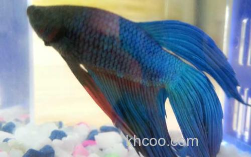 马尾斗鱼_3