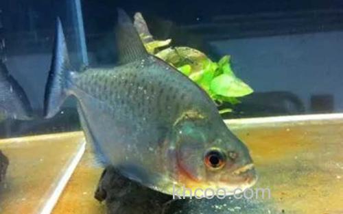 水虎鱼_0