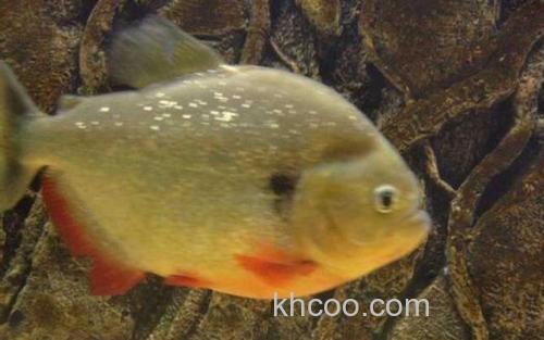 凯里臀点脂鲤_1