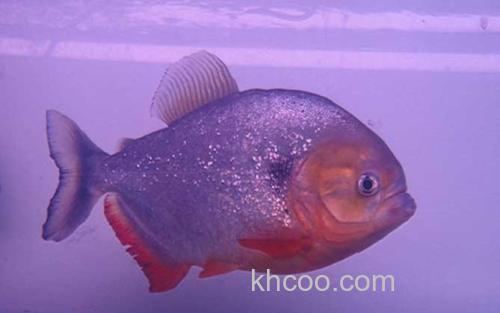 凯里臀点脂鲤_0