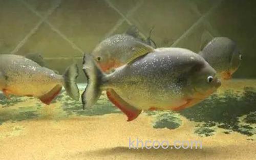 凯里臀点脂鲤_3