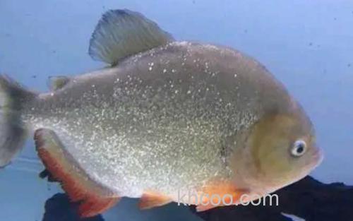 凯里臀点脂鲤_2