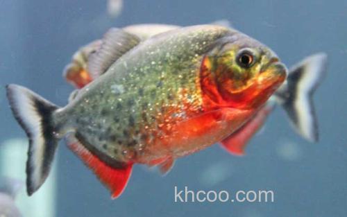 纳氏臀点脂鲤_0