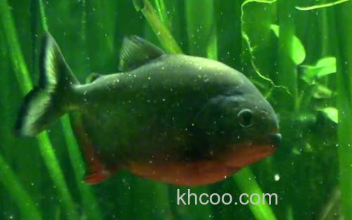 水虎鱼_0