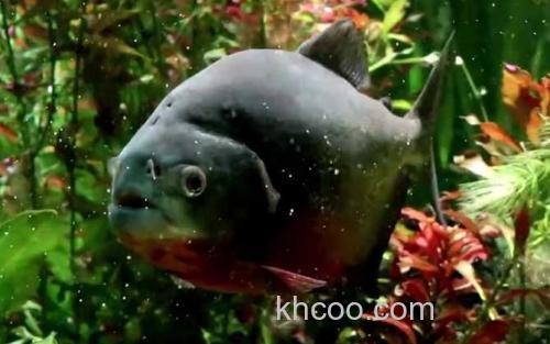 水虎鱼_1