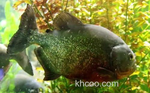 水虎鱼_0