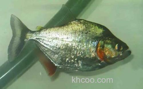 桑切氏锯脂鲤_3