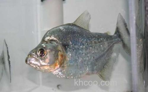 阿尔氏锯脂鲤_6